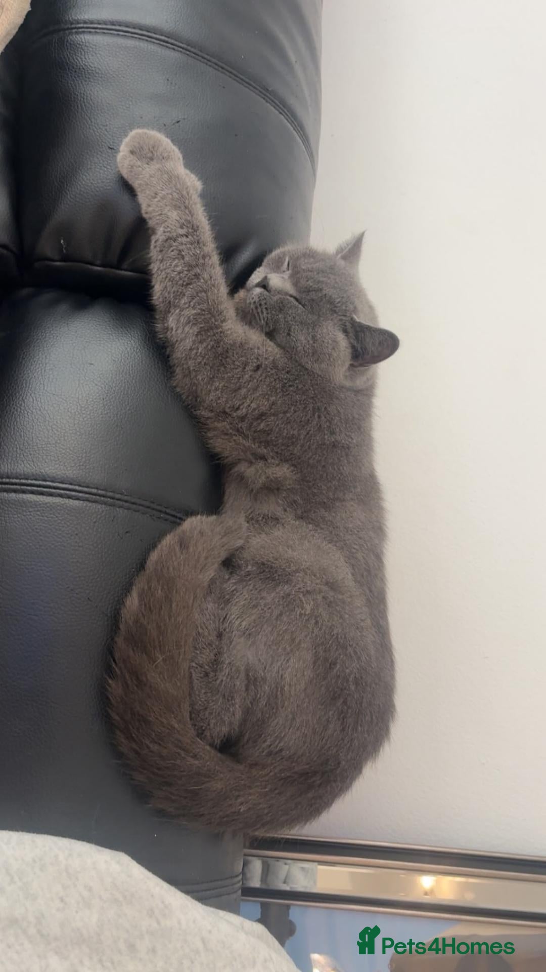 British Shorthair cats Active British shorthair girl  - Advert 2