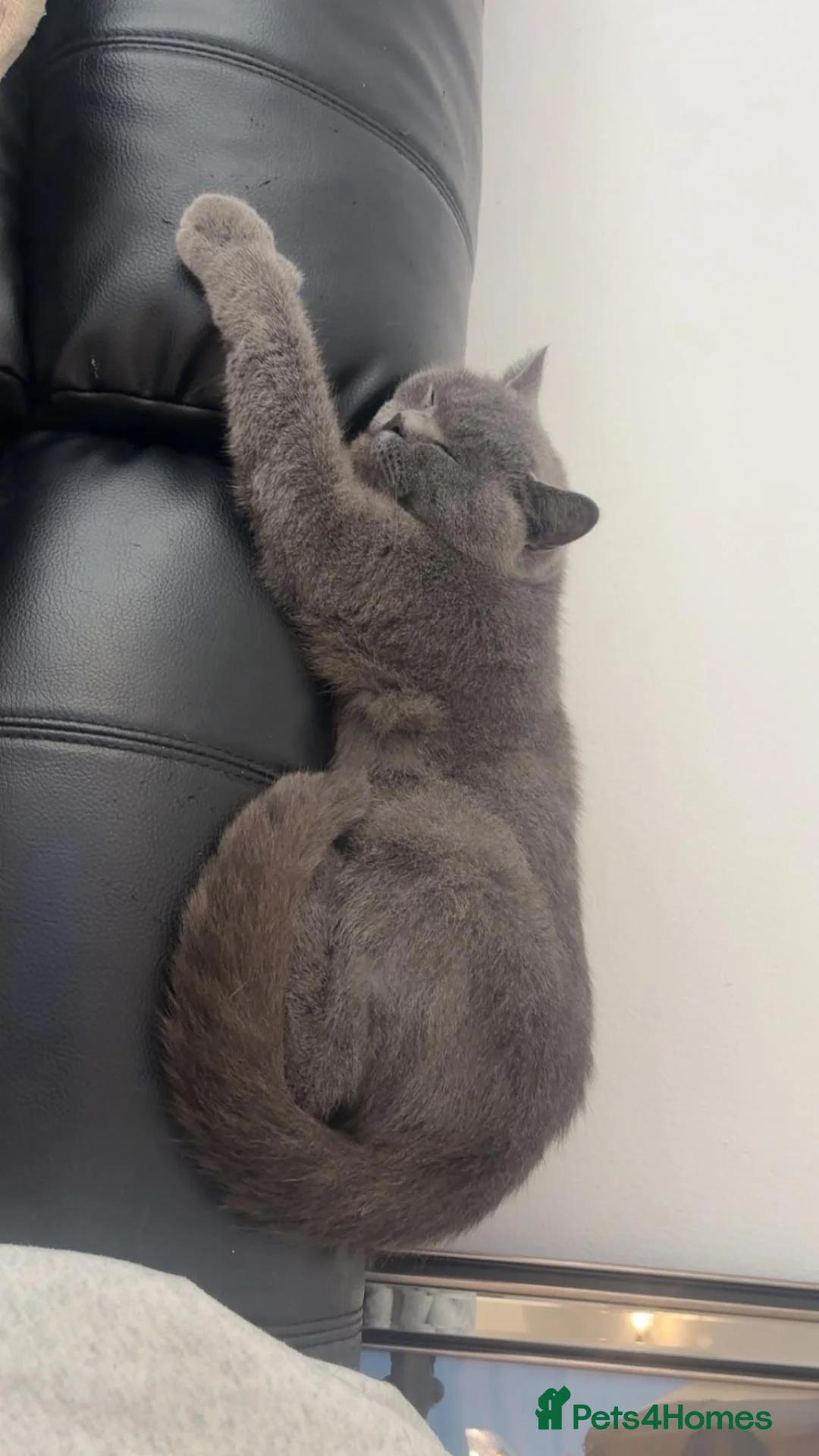 British Shorthair cats for sale: Active British shorthair girl  - Advert 1