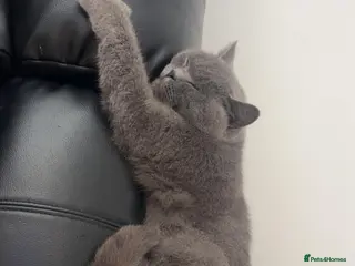 British Shorthair cats Active British shorthair girl - Advert 6