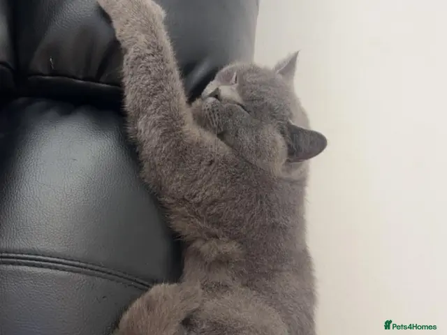 British Shorthair cats Active British shorthair girl - Advert 13