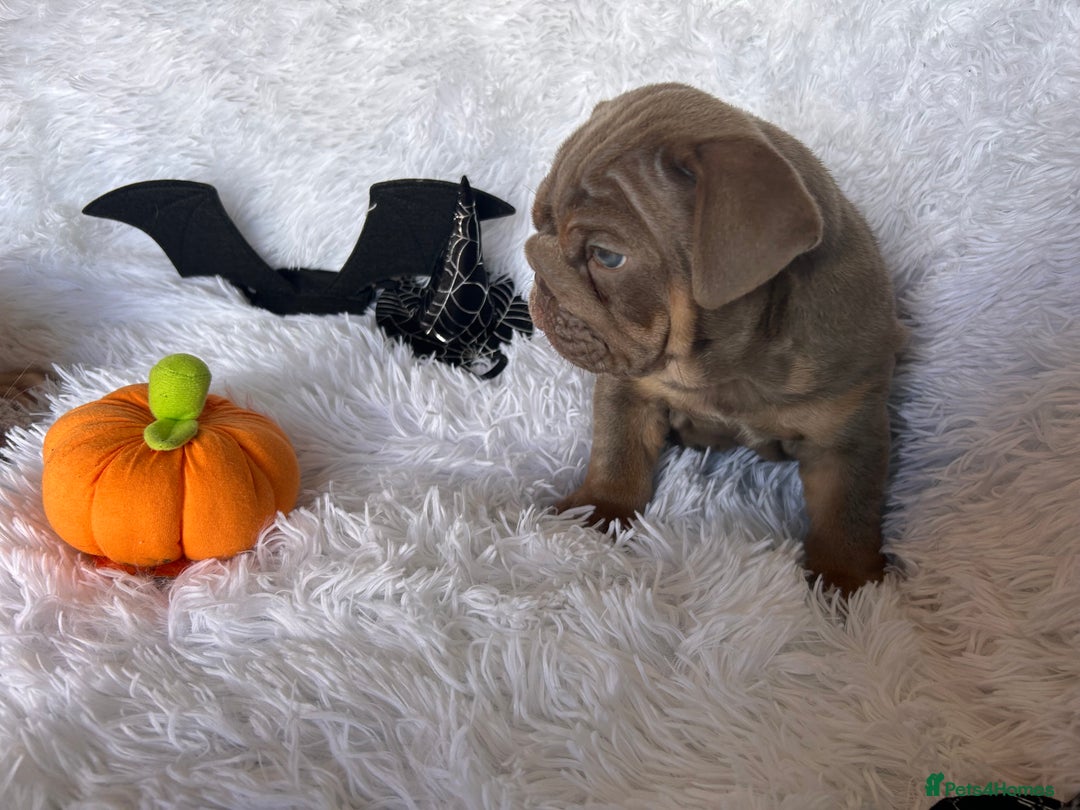 English Bulldog dogs for sale: Outstanding English bulldogs  - Image 7