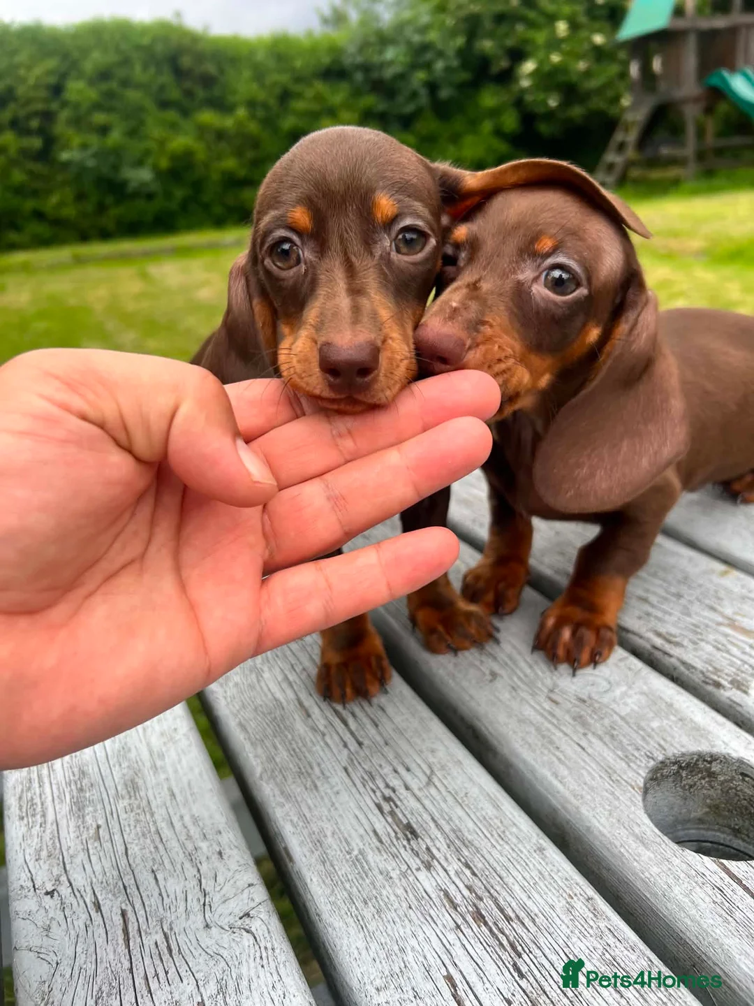 Miniature Dachshund dogs for sale: Reduced price -Mini Dachshund Puppies  Chocolate - Advert 2