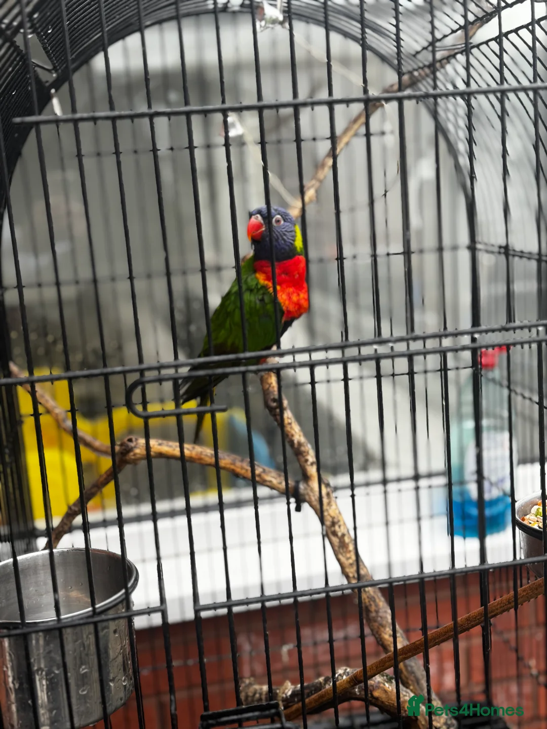 Lorikeets birds for sale: Rainbow Lorikeet  - Advert 3