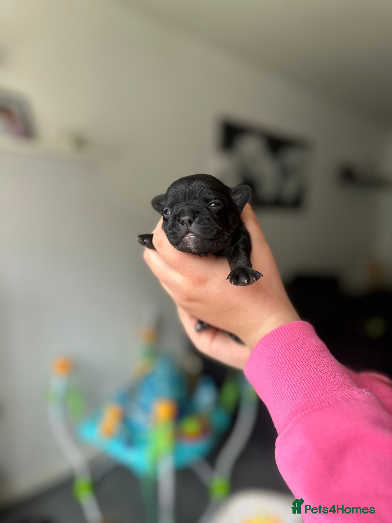 French Bulldog dogs Frenchie x pups - Advert 16