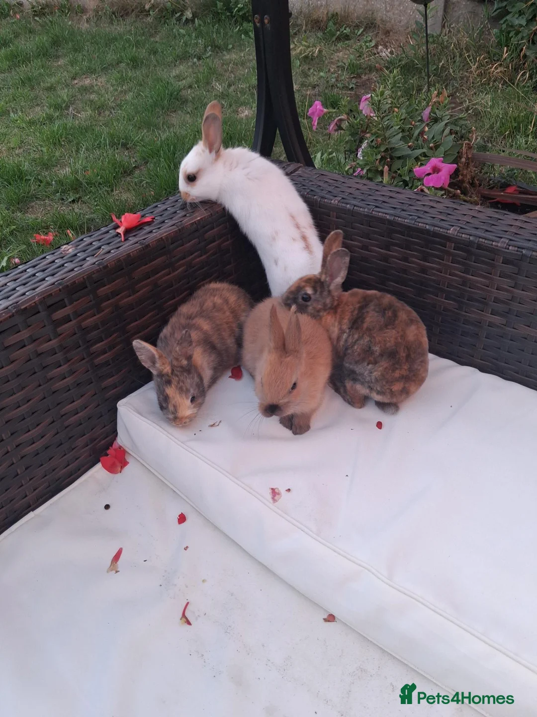 Rex rabbits for sale: Baby rabbits ready to go  in Swadlincote - Advert 2