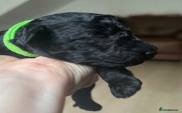 Toy Poodle dogs for sale: Red & black toy poodles  - Image 14
