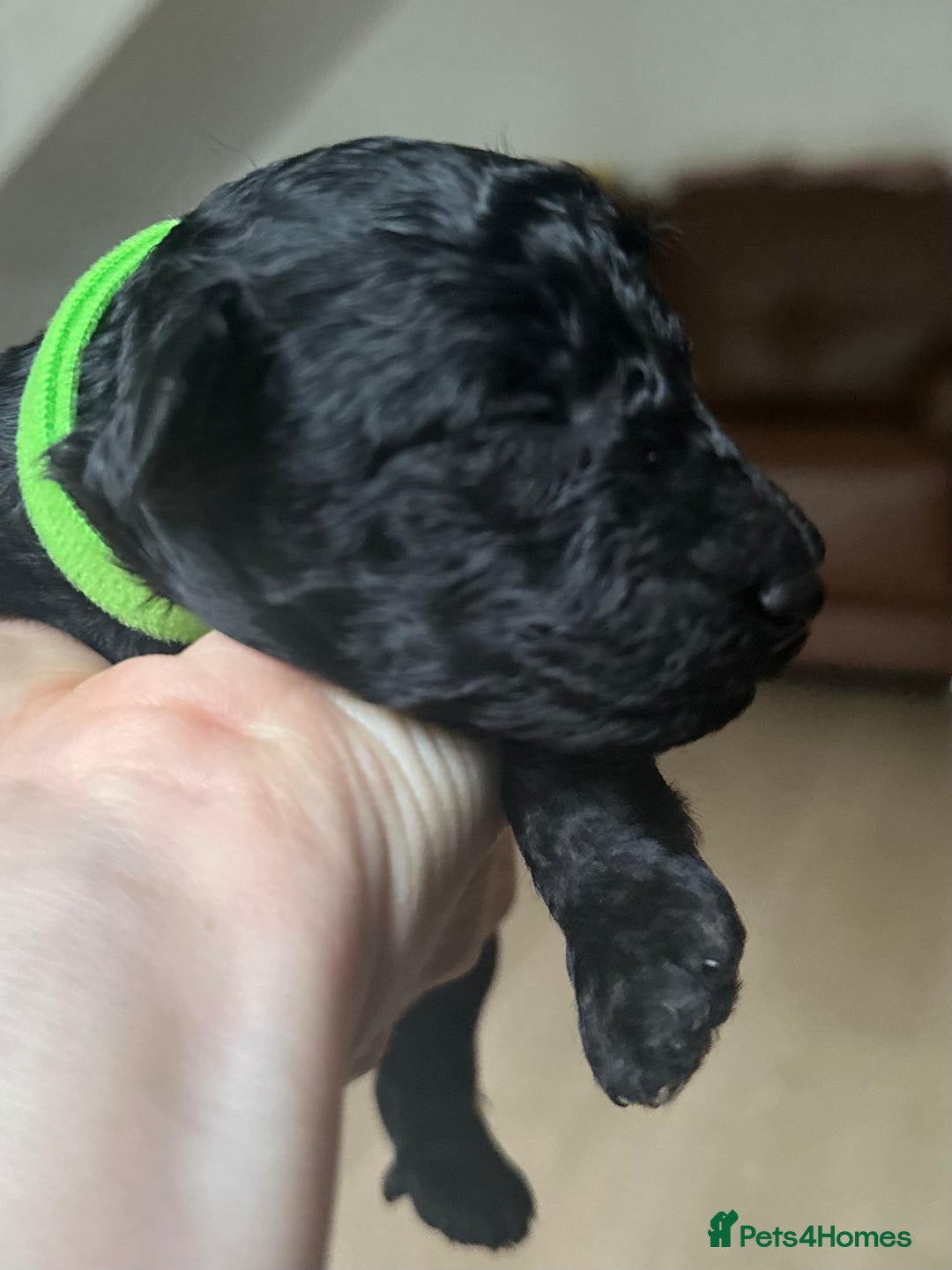 Toy Poodle dogs for sale: Red & black toy poodles  - Image 14