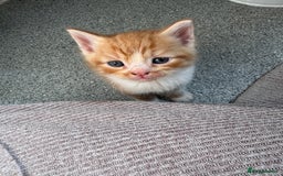 Persian cats for sale:  6 Persian kittens  - Image 13