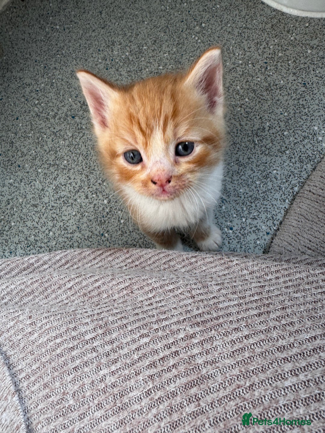 Persian cats for sale:  6 Persian kittens  - Image 13