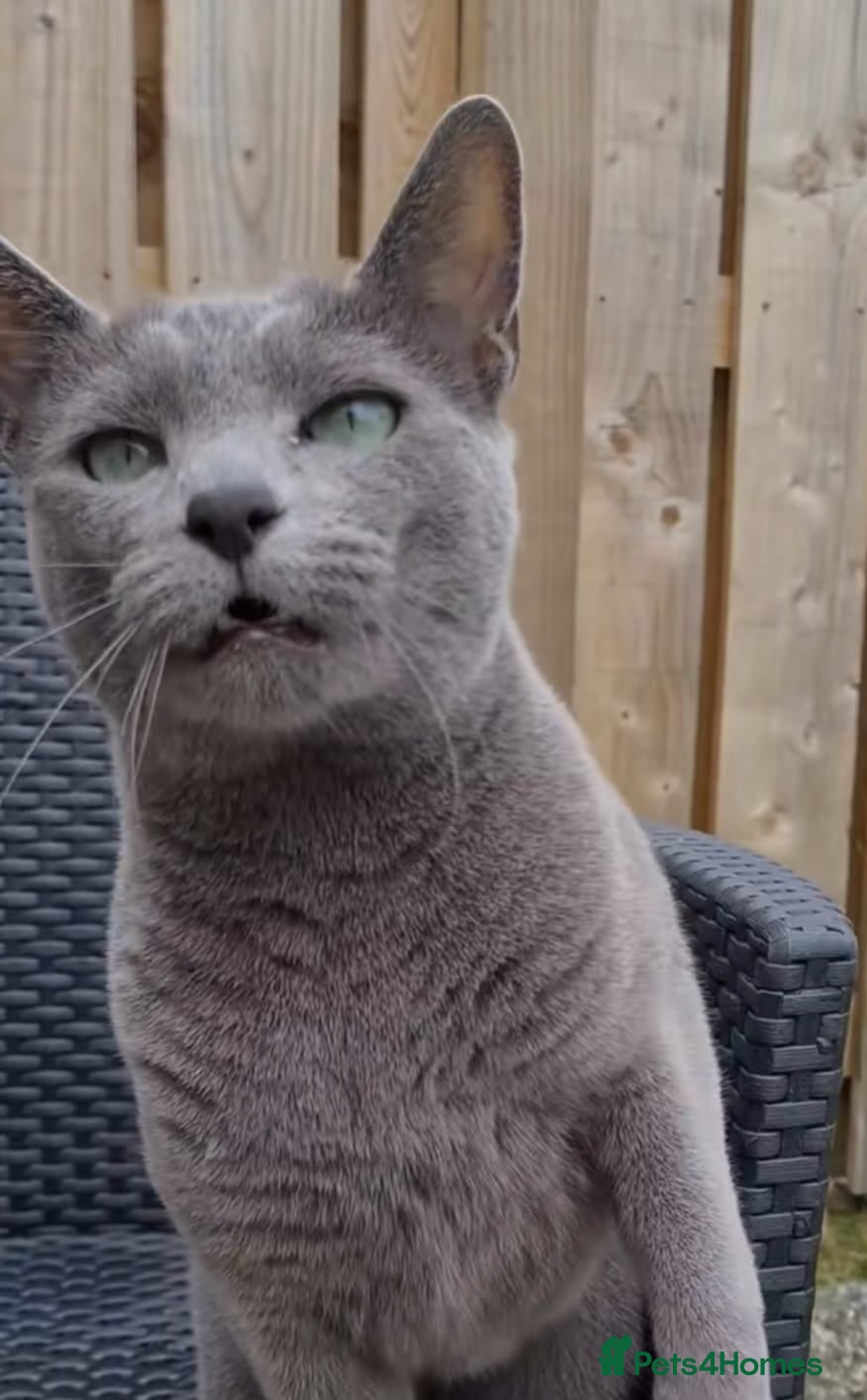 Bengal cats Bengal cross Russian blue - Advert 2