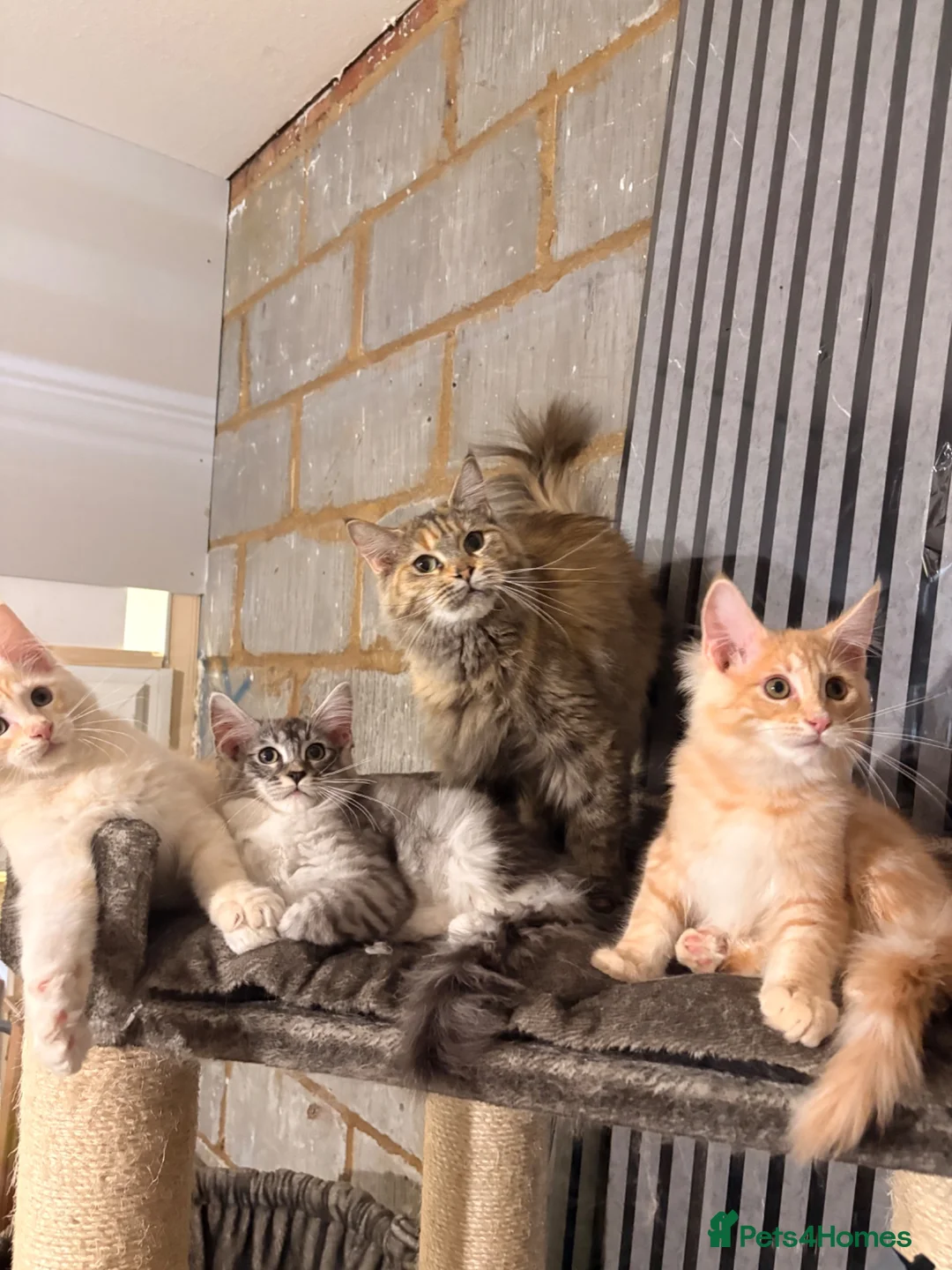 Maine Coon cats for sale: 💖Tica register kitted💖 - Advert 18
