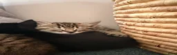 Mixed Breed cats for sale: 3 Gorgeous Tabby Boys available - Advert 17