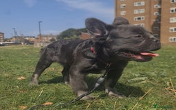 French Bulldog dogs for sale: 🐾  KLASSY BULLZ - KLASSY PUPZ 🐾  in Beckenham - Image 6