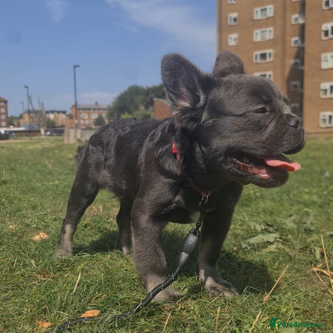 French Bulldog dogs for sale: 🐾  KLASSY BULLZ - KLASSY PUPZ 🐾  in Beckenham - Image 6