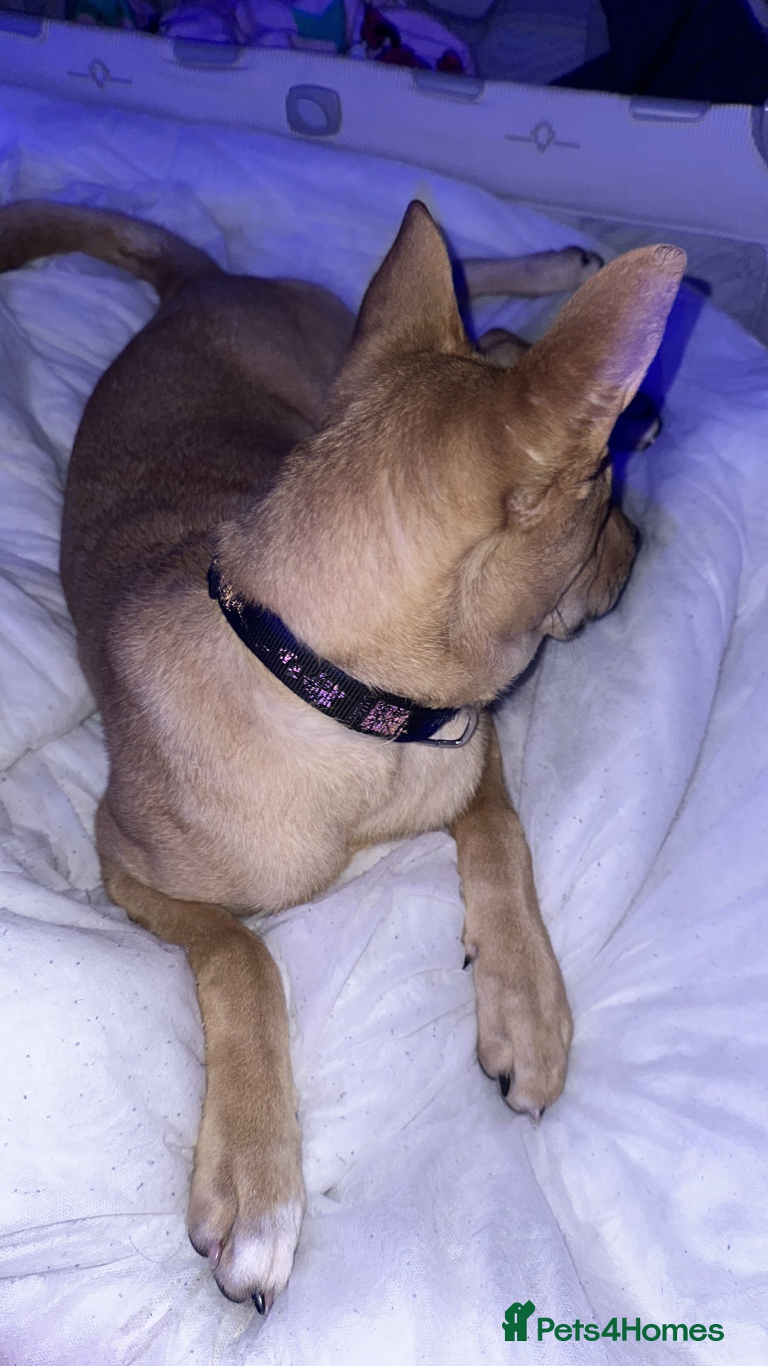 Mixed Breed dogs for sale: This is little Lexi  - Advert 2