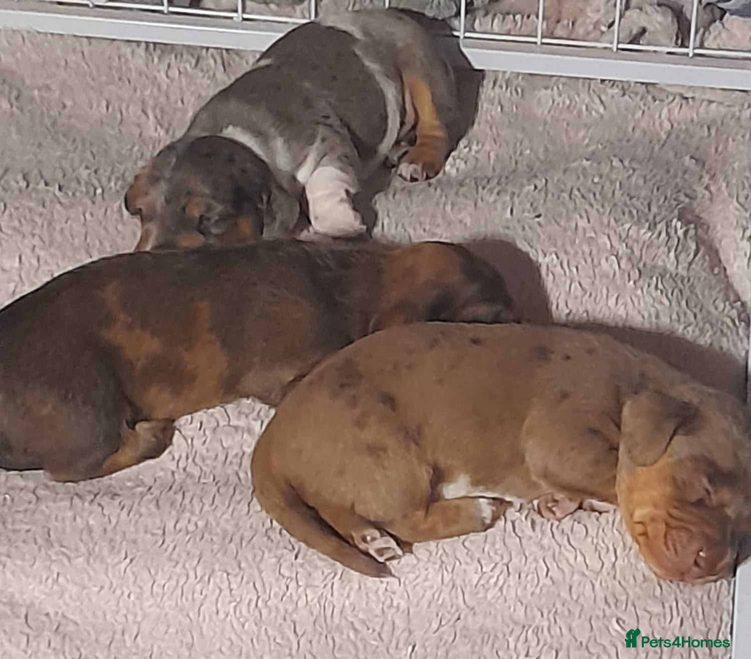 Miniature Dachshund dogs 2choc dapple boys available - Advert 1