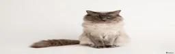 Ragdoll cats for stud: Ragdoll Blue Point Chocolate Carrier Stud  - Advert 1