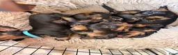 Miniature Dachshund dogs for sale: KC Reg Miniature Wire-Haired Dachshund Puppies in Christchurch - Advert 7
