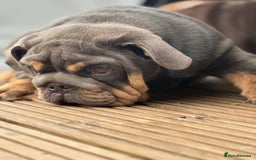 English Bulldog dogs for sale: World class bulldogs  - Image 9