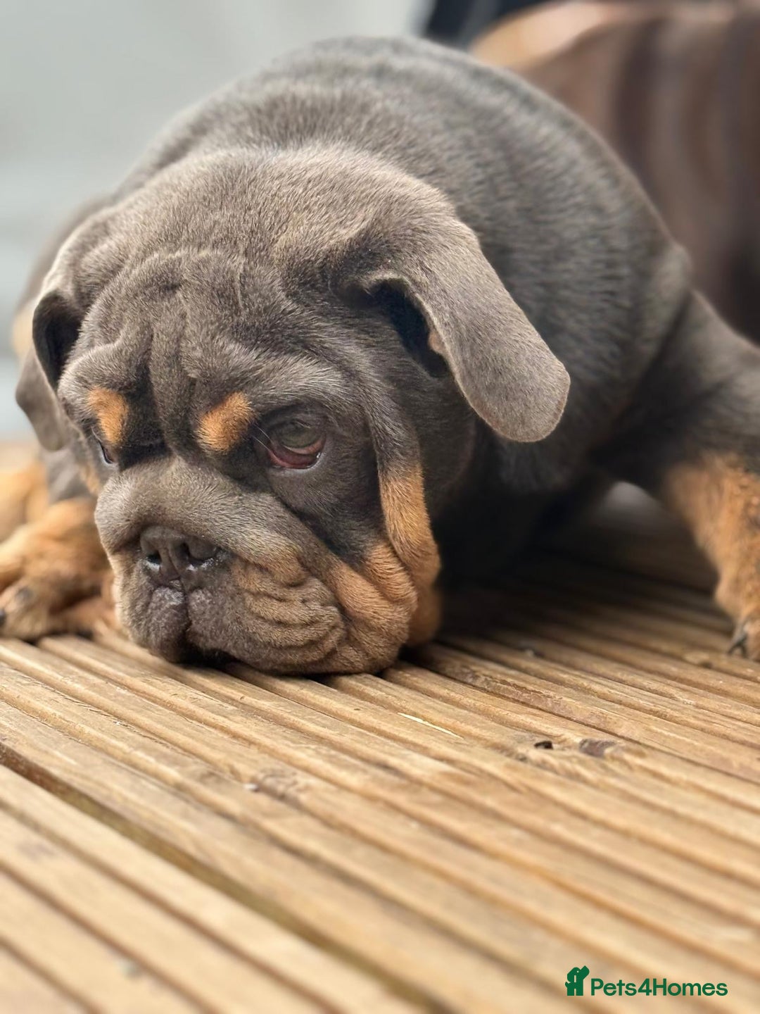English Bulldog dogs for sale: World class bulldogs  - Image 9