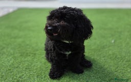 Cockapoo dogs for sale: 2 Year old female Cockapoo looking for a new home. - Image 2