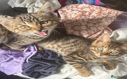 Bengal cats for sale: **1 Female remaining** Bengal cross kittens  in Petworth - Image 5