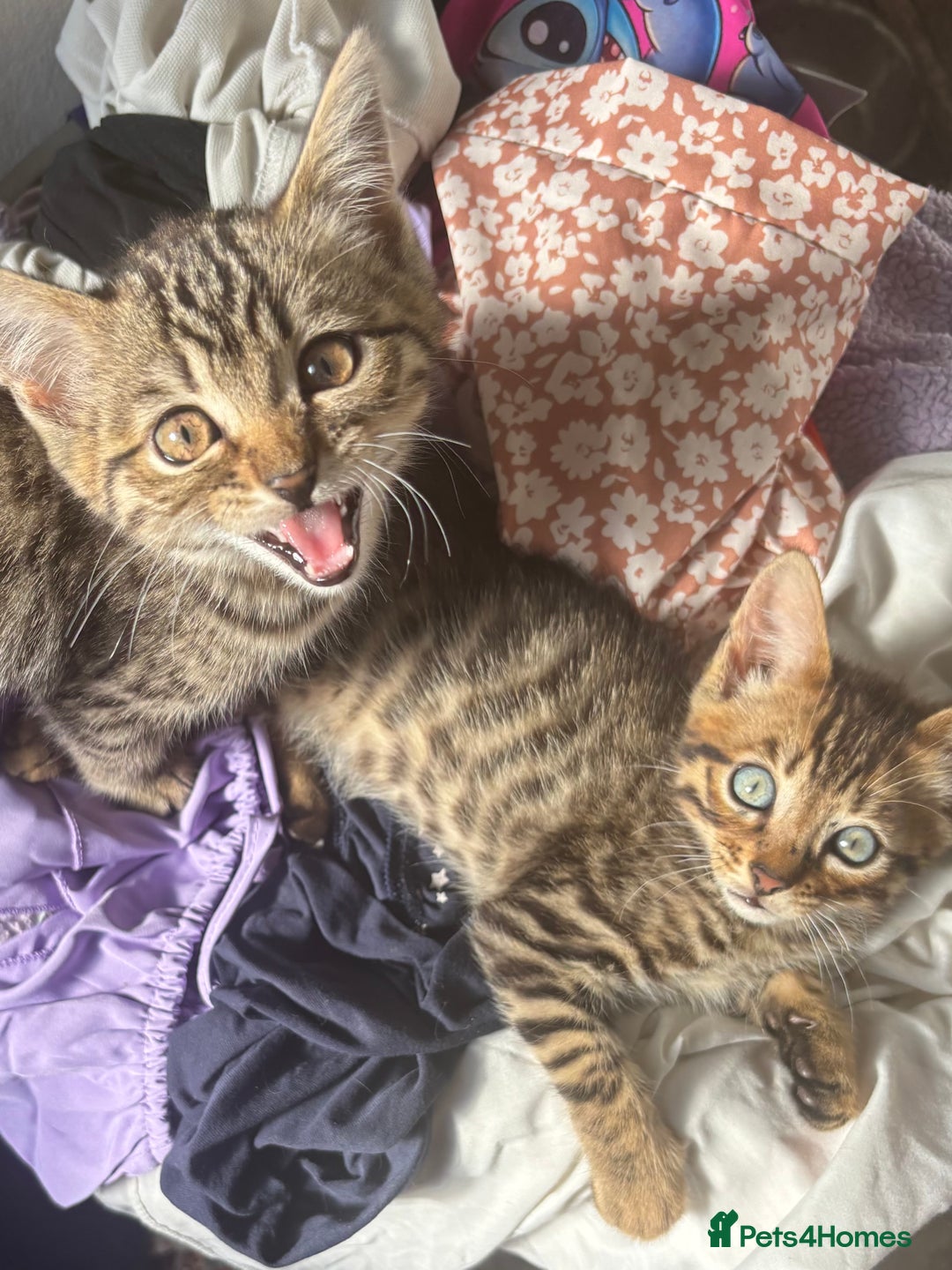 Bengal cats for sale: **1 Female remaining** Bengal cross kittens  in Petworth - Image 5