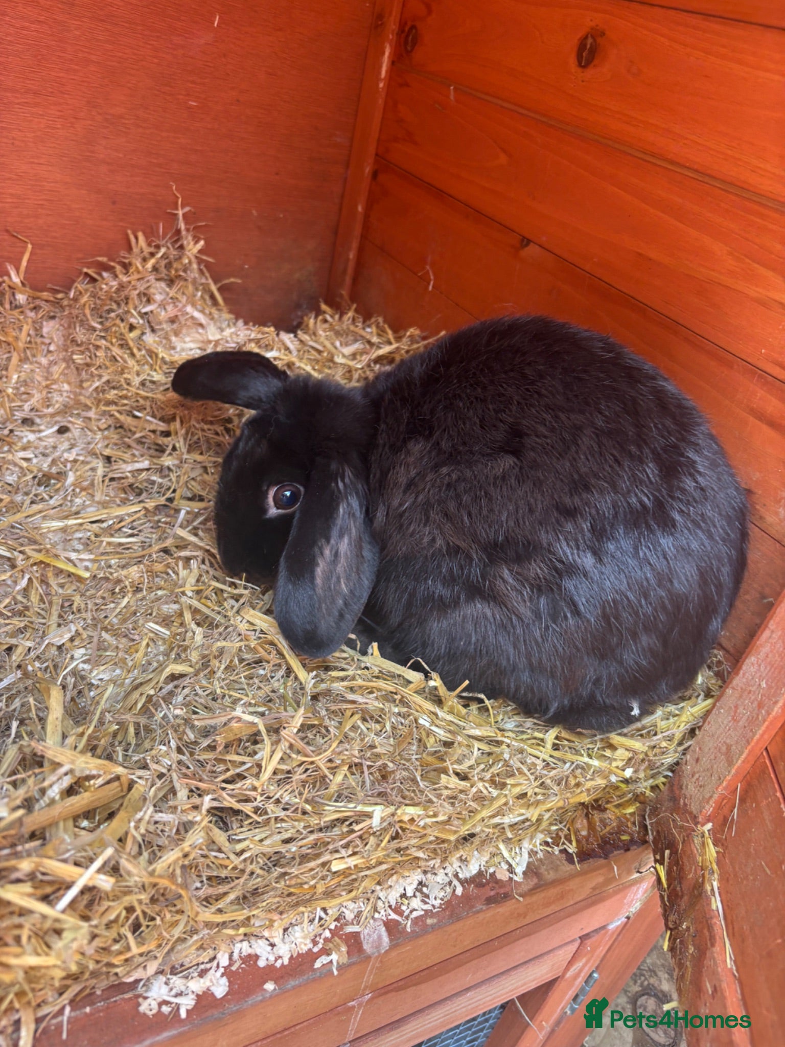 Mini Lop rabbits Female entire mini lop  - Advert 1