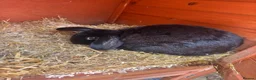 Mini Lop rabbits for sale: Female entire mini lop  - Advert 1