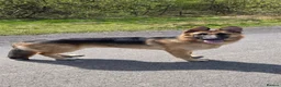 German Shepherd dogs for sale: German shepherd for sale - Advert 2