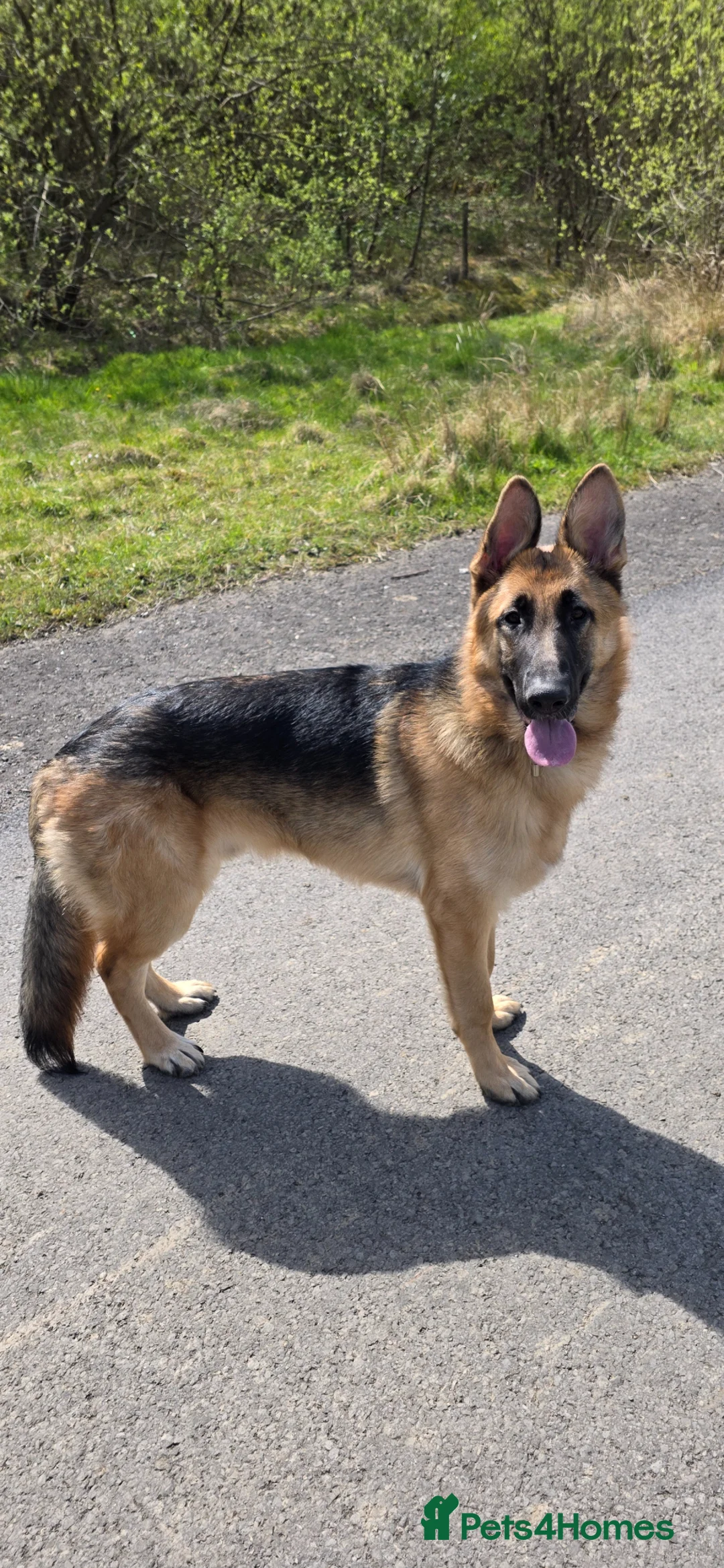 German Shepherd dogs for sale: German shepherd for sale - Advert 2