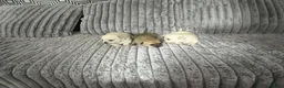 Chihuahua dogs for sale: Puppys for sale  in Newcastle upon Tyne - Advert 6