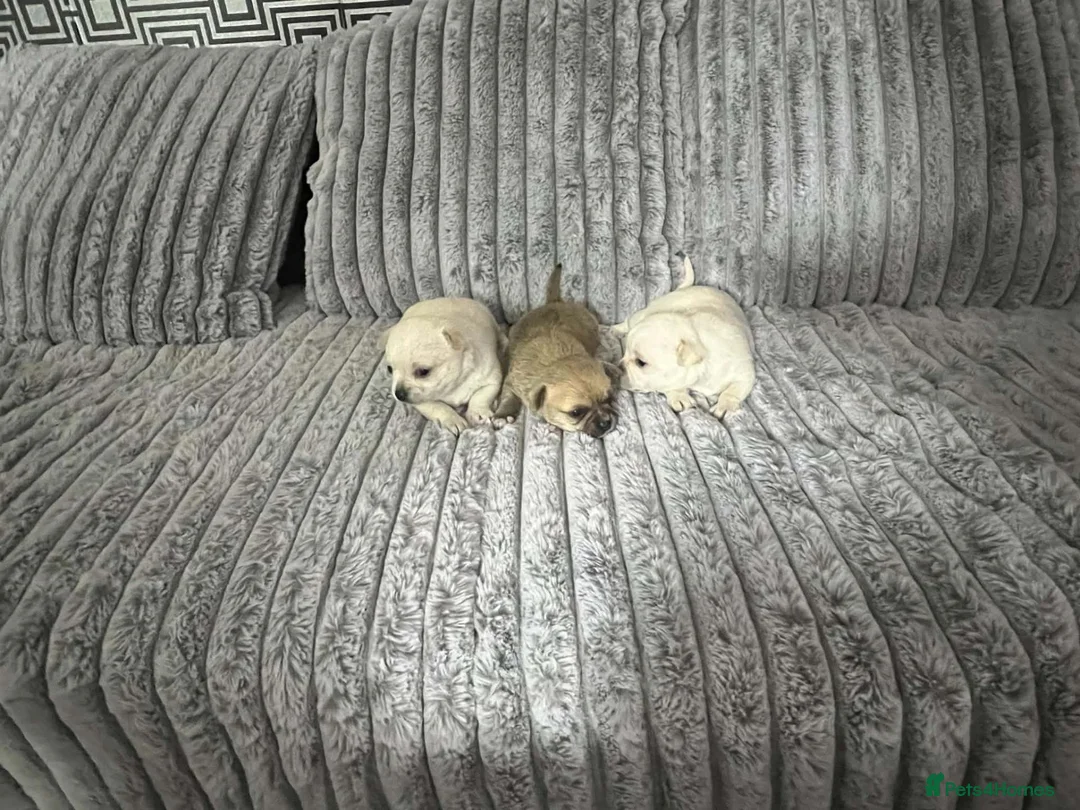 Chihuahua dogs for sale: Puppys for sale  in Newcastle upon Tyne - Advert 6