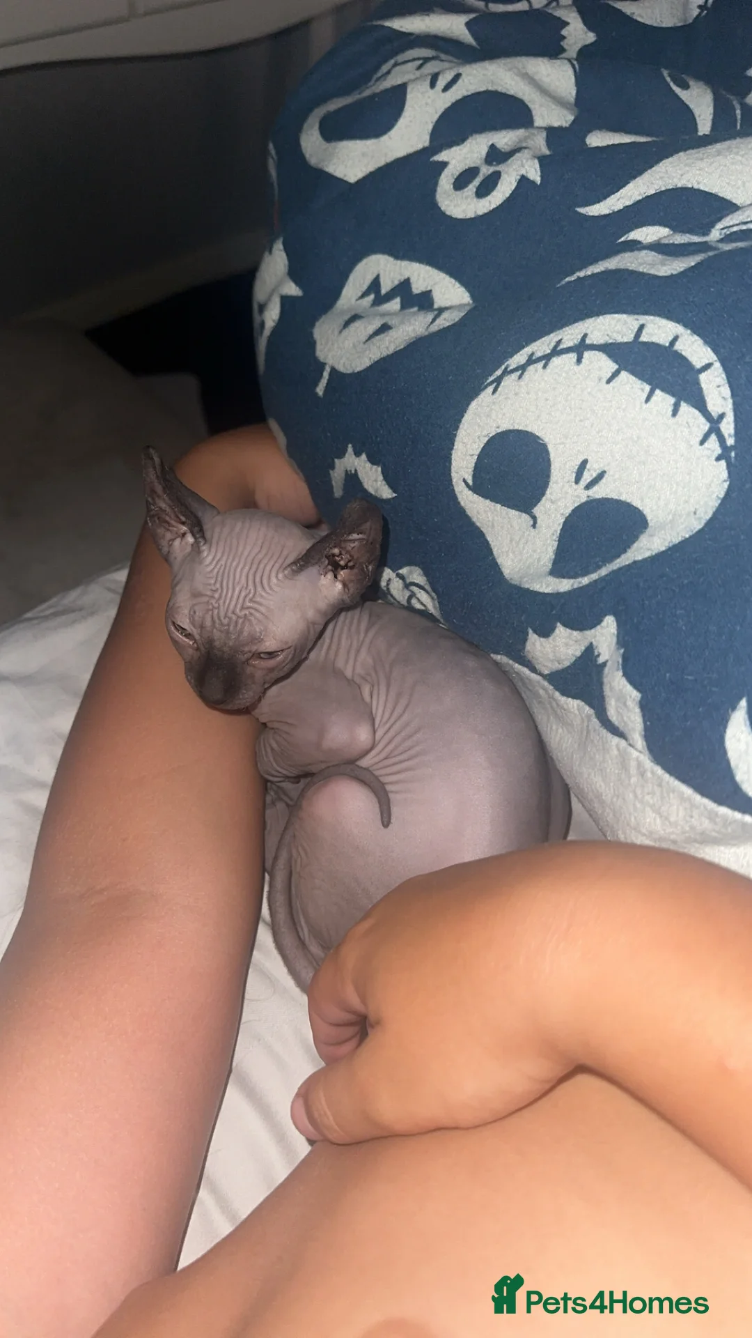 Sphynx cats for sale: Sphynx - Advert 6