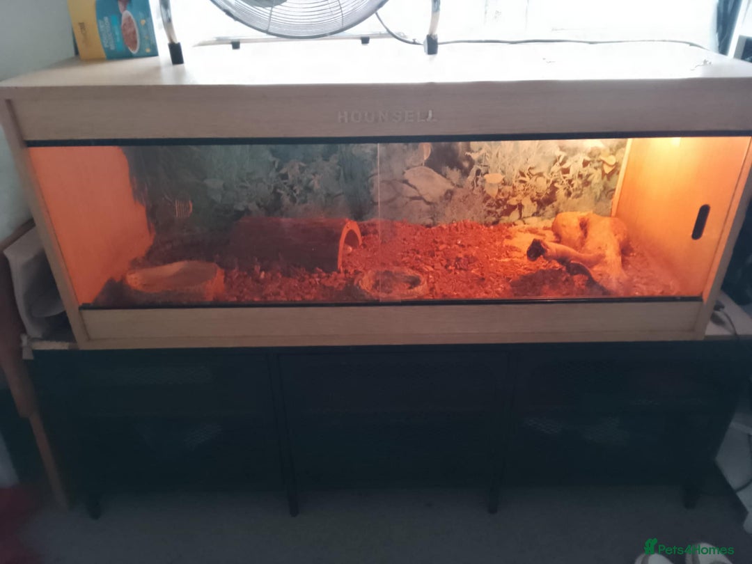 Skink reptiles for sale: Blue tong skink  - Advert 2