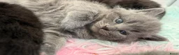 Scottish Fold cats for sale: 3 Scottish Fold Kittens 8 JUNE - Advert 3