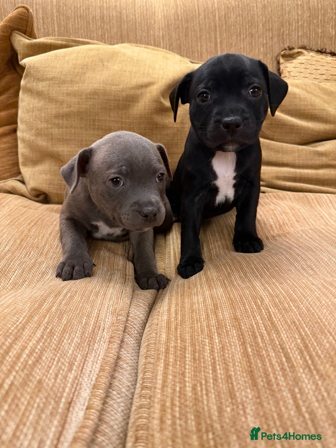 Staffordshire Bull Terrier dogs for sale: Health Tested Clear Staffordshire Bull Terrier's - Advert 3