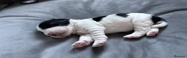 Cocker Spaniel 7