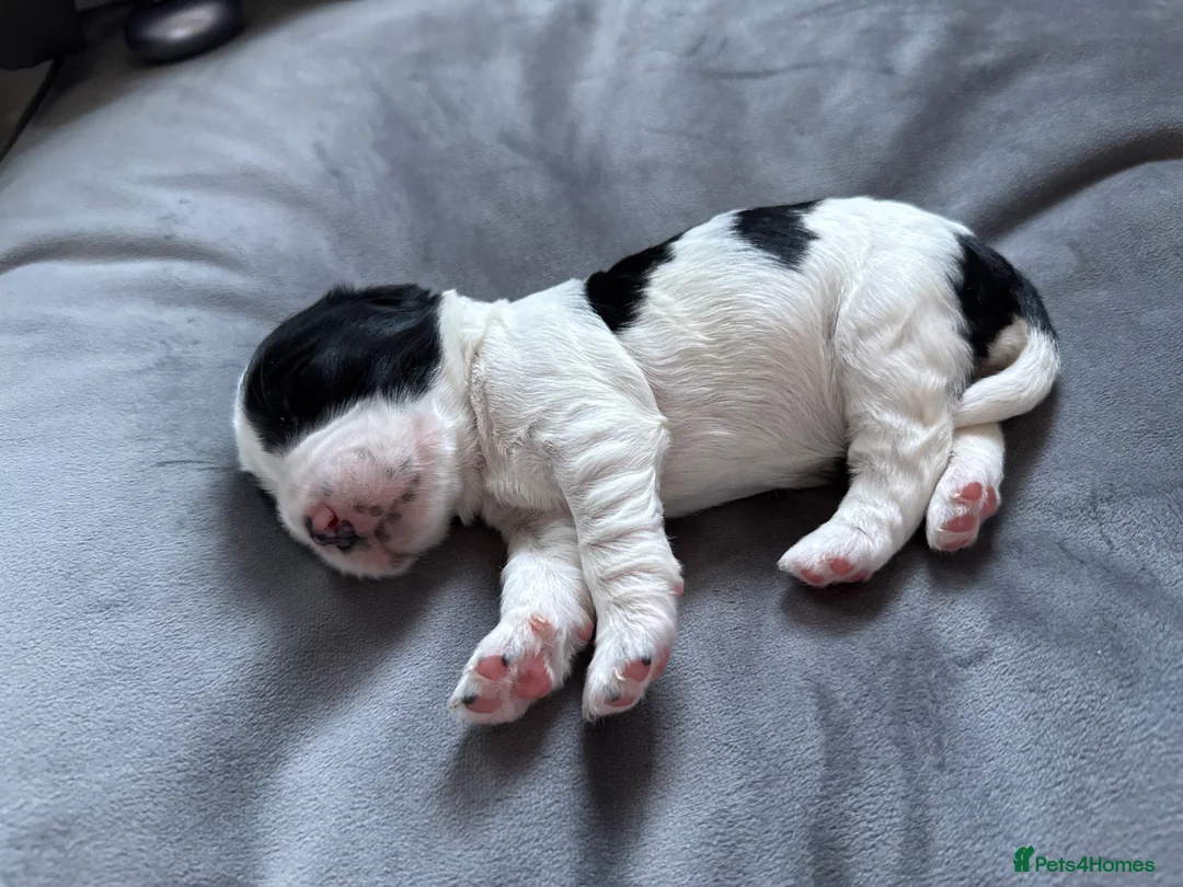 Cocker Spaniel dogs for sale: 7 beautiful cocker spaniels  - Advert 2