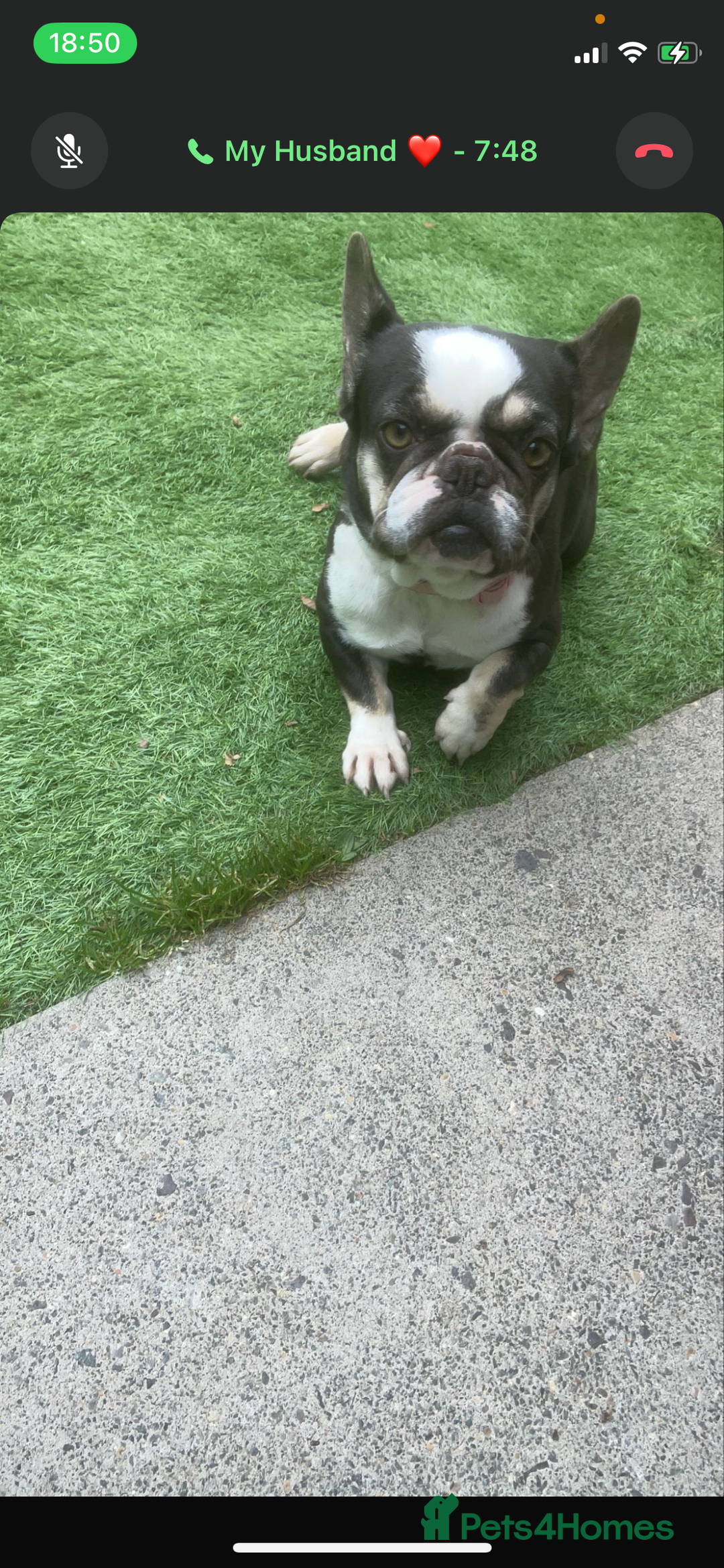 French Bulldog dogs for sale: 5 beautiful French bulldog puppies for sale 😍 - Advert 2