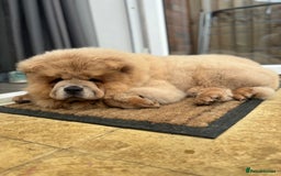 Chow Chow dogs for sale: Big chow chow pup NO TIME WASTERS - Image 6