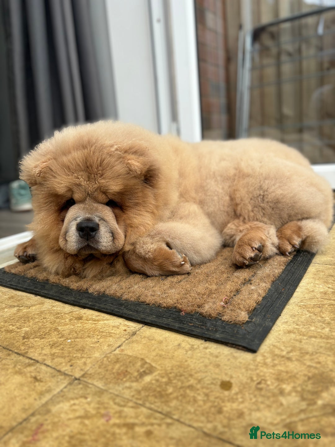 Chow Chow dogs for sale: Big chow chow pup NO TIME WASTERS - Image 6