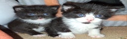 Mixed Breed cats for sale: Beautiful kittens for sale.  - Advert 10