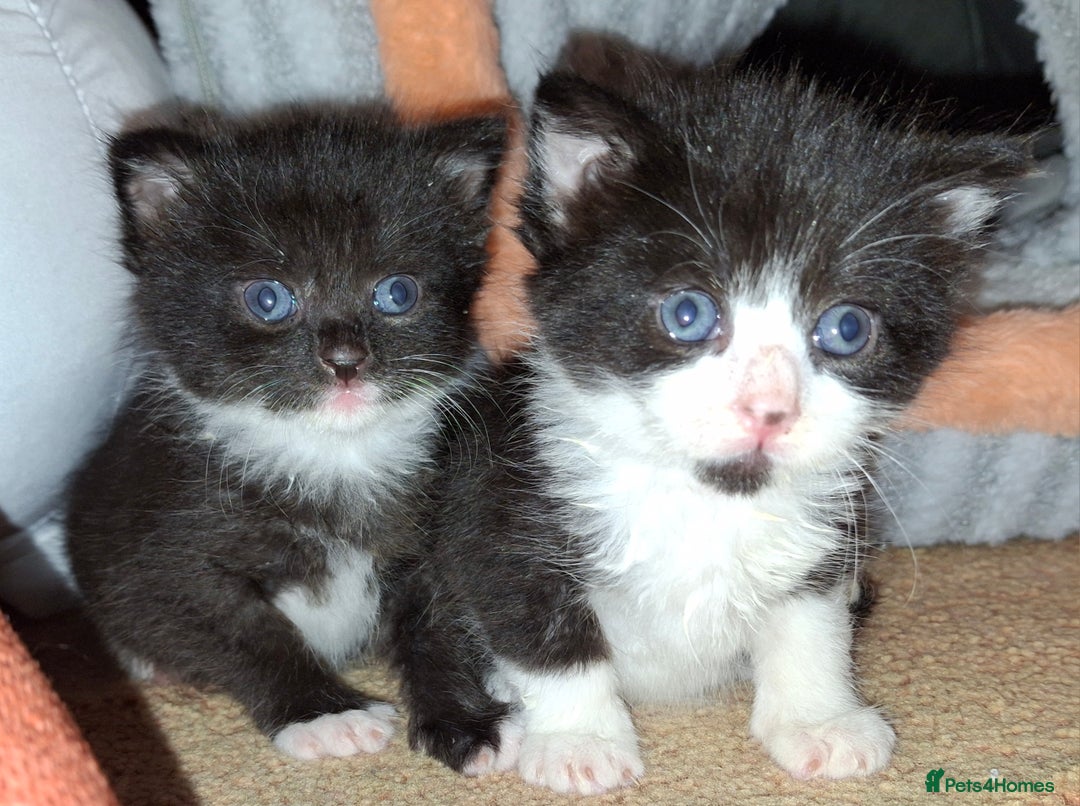 Mixed Breed cats for sale: Beautiful kittens for sale.  - Advert 10