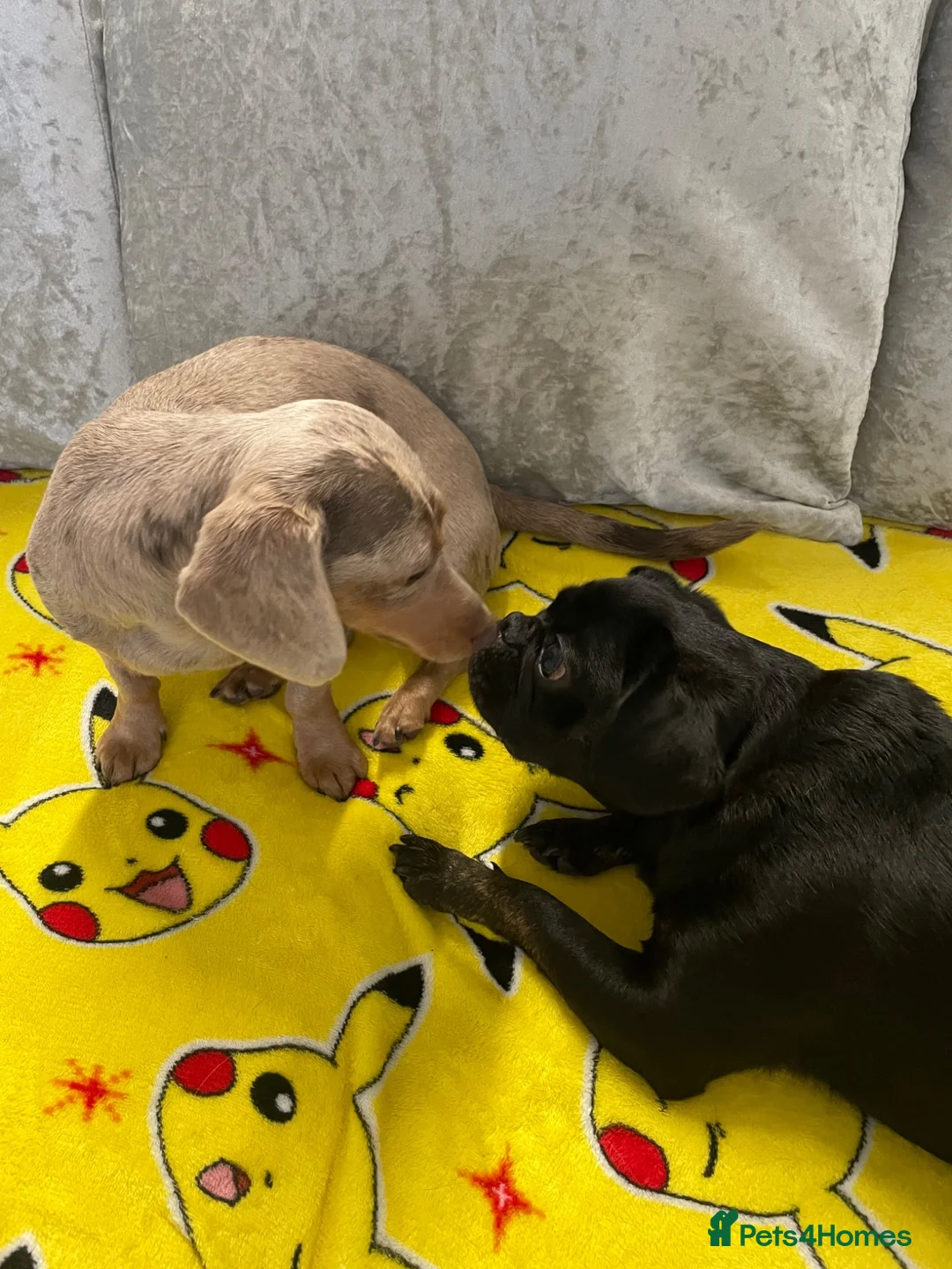 Dachshund dogs for sale: Poppy the dachshund 🐶  - Advert 2