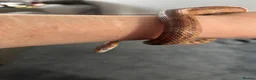 Corn Snake reptiles for sale: Kia the corn snake  in Cheltenham - Advert 6