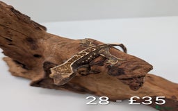Gecko reptiles for sale: Beautiful baby crested geckos! - Image 27