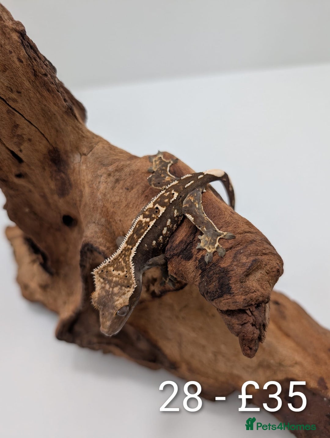Gecko reptiles for sale: Beautiful baby crested geckos! - Image 27
