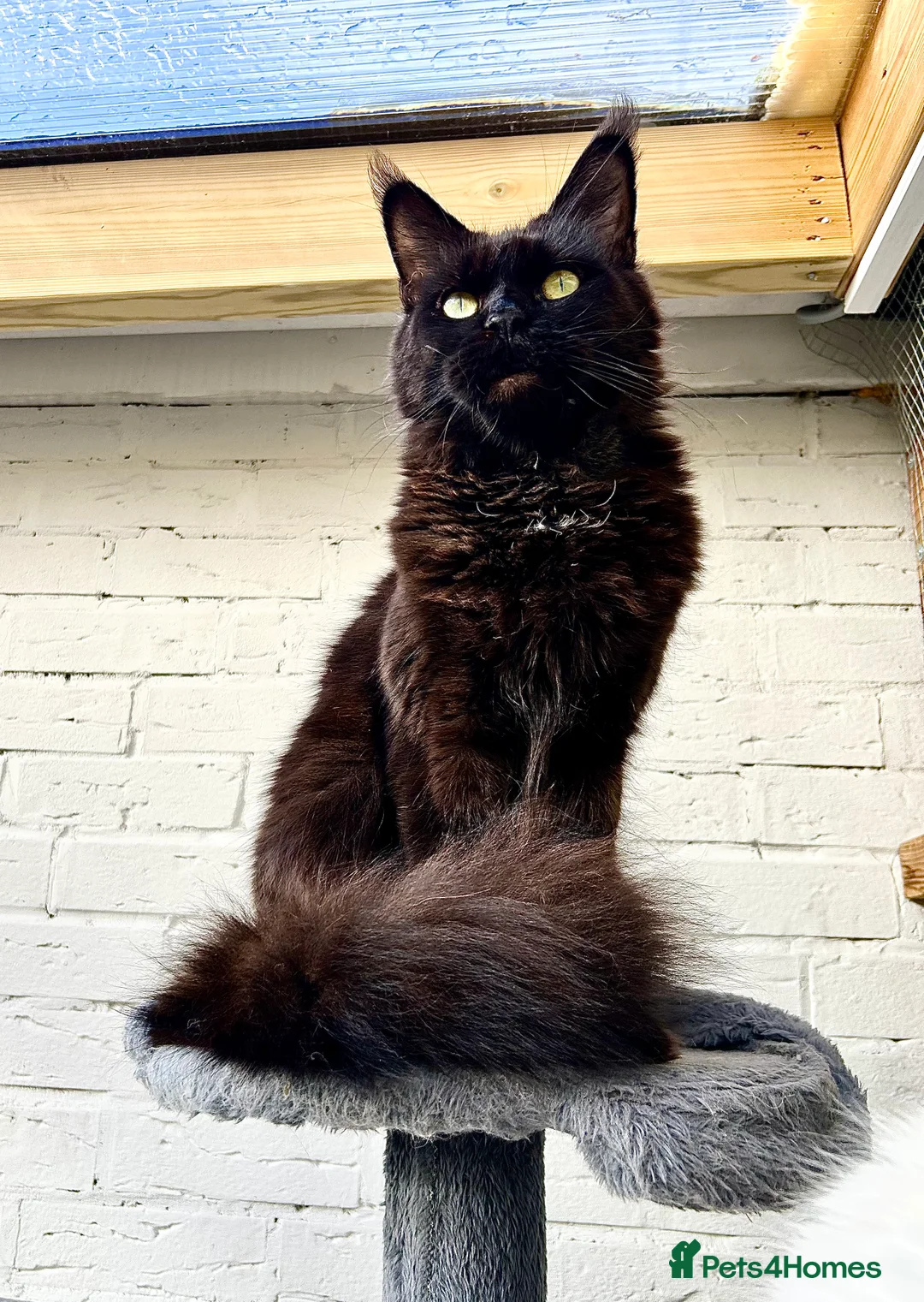 Gallery Image {{count}}