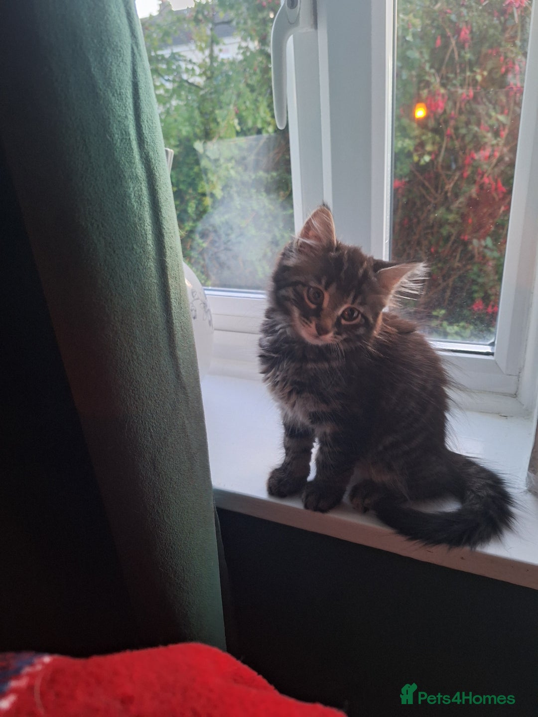 Domestic Shorthair cats for sale: 2 male kittens ready to leave today!  - Image 20
